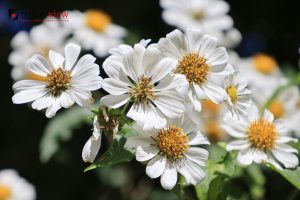 Vẻ đẹp dịu dàng của hoa dã quỳ trắng tại Đà Lạt