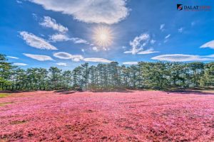 Mùa Cỏ hồng Muhlenbergia capillaris xuất hiện vào tháng mấy tại Đà Lạt